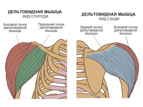 Роль повторяющихся движений в забивании руки