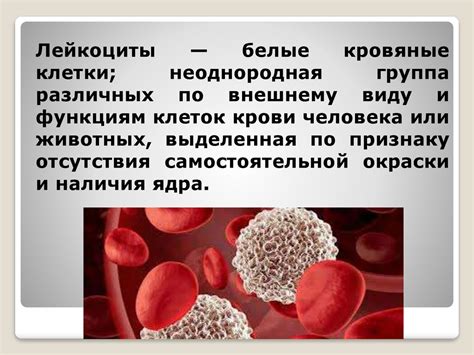 Роль повышенных лейкоцитов при воспалительных процессах