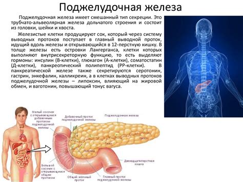 Роль поджелудочной железы в обмене веществ