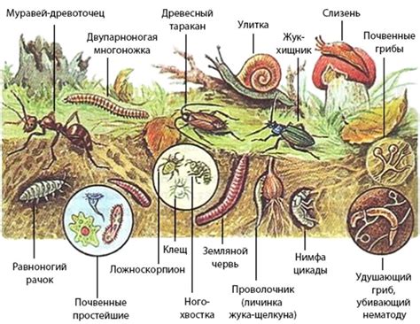 Роль почвы в экосистеме