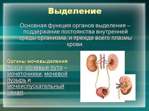 Роль почек в организме