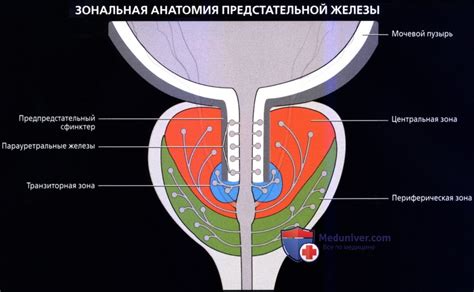 Роль предстательной железы в процессе эякуляции