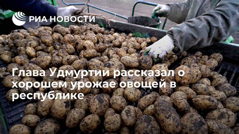 Роль проблемных снов о плохом урожае овощей для зрелых дам в браке