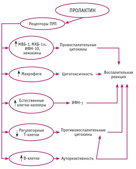 Роль пролактина с фракциями