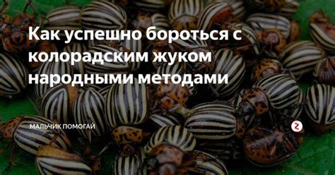 Роль размера жука в толковании сновидений: как она влияет на смысл и значения