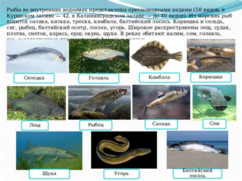 Роль разных видов рыбы в сновидениях: щука, лосось, треска и многое другое