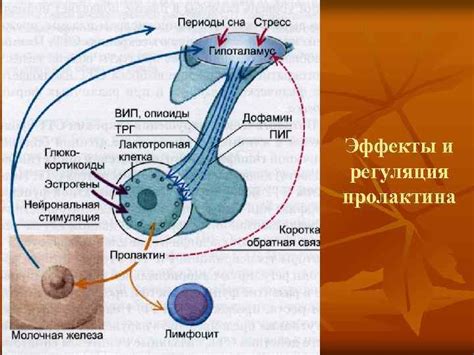 Роль рецепторов эстрогенов в организме