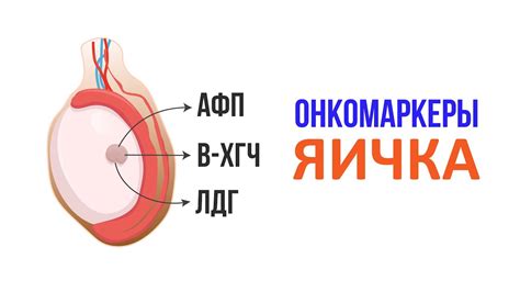 Роль рэа онкомаркера в диагностике рака у женщин