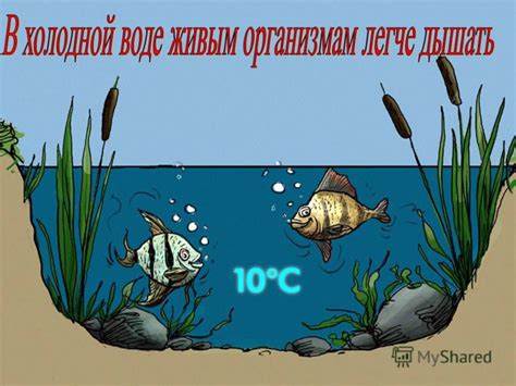 Роль связанной воды в живых организмах