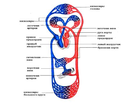 Роль сердечного сжатия в поддержании нормального кровообращения