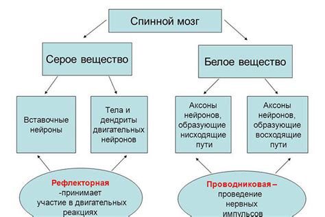 Роль серого вещества в контроле движений