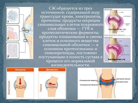 Роль синовиальной жидкости в работе суставов