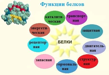 Роль сиртуины в организме