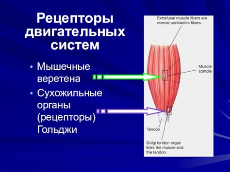 Роль слабого мышечного фильтра