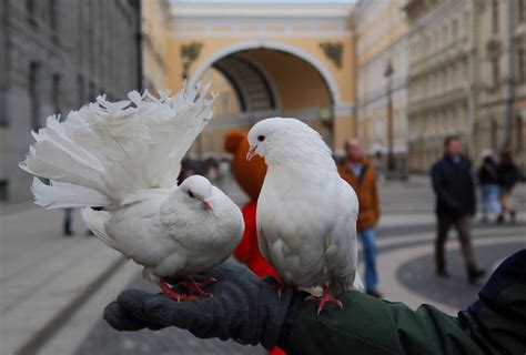 Роль смотрящего в голубином искусстве