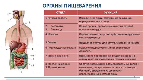 Роль сна в процессе пищеварения и усвоения пищи