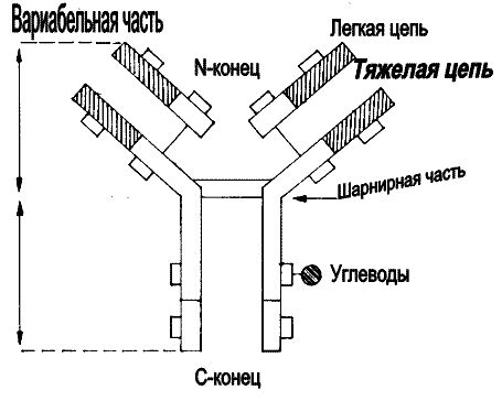 Роль специфических иммуноглобулинов в организме