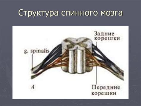 Роль спинного мозга