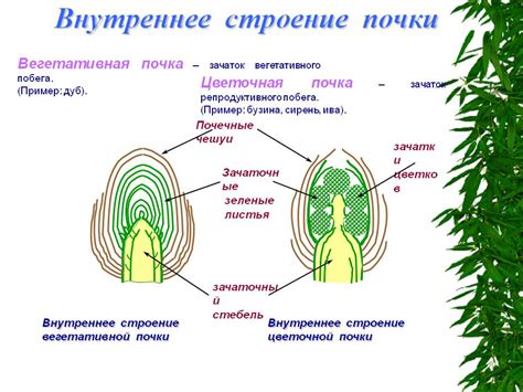 Роль спящих почек в размножении растений