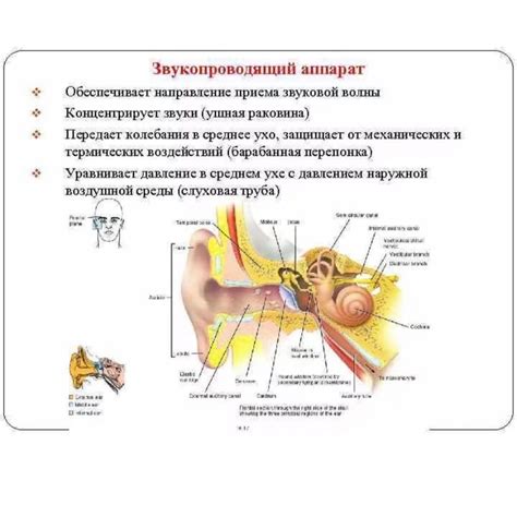 Роль среднего уха в образовании звуков