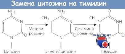 Роль тимидин зависимого штамма в медицине