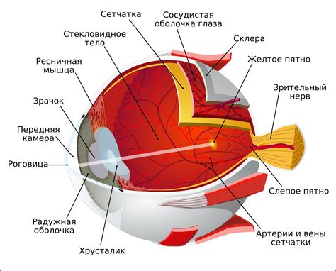 Роль третьего века в защите глаза