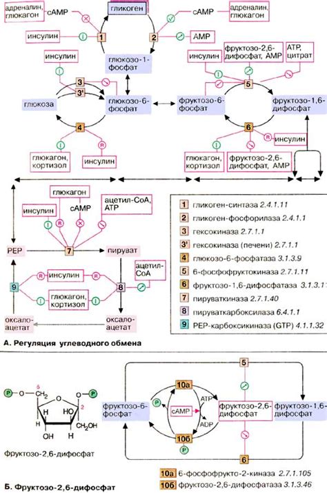 Роль углеводного обмена