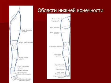 Роль укуса грызуна в области левой нижней конечности представительницы слабого пола: легенда или действительность?