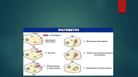 Роль фагоцитоза в аутофлоре