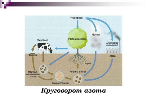 Роль факультативно анаэробных микроорганизмов в природе