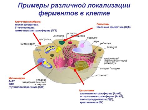 Роль ферментов в локализации клетки