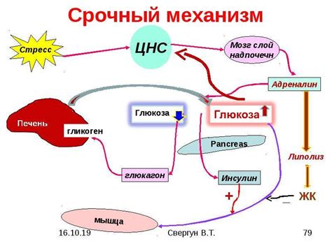 Роль физической активности в регуляции уровня глюкозы