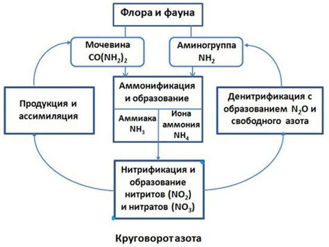 Роль флавоноидов в уменьшении азота: как это происходит?