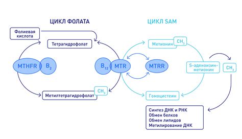 Роль фолатного цикла