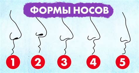 Роль формы носа во внешности и здоровье