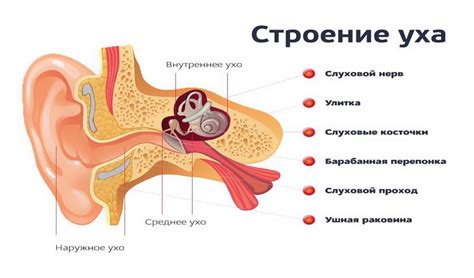 Роль формы уха: разновидности и их значение