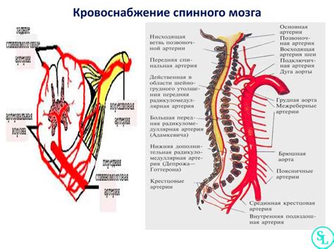 Роль хвоста у человека: анатомия и функциональность