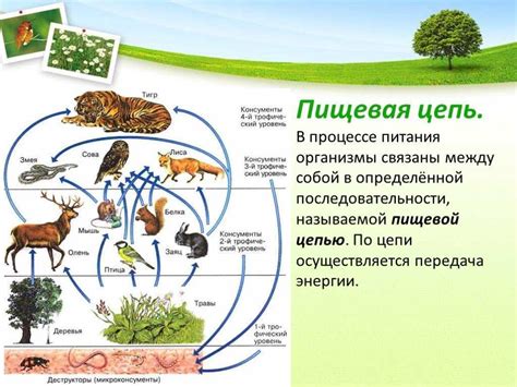 Роль хищника в экосистеме