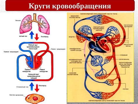 Роль хорошего кровообращения