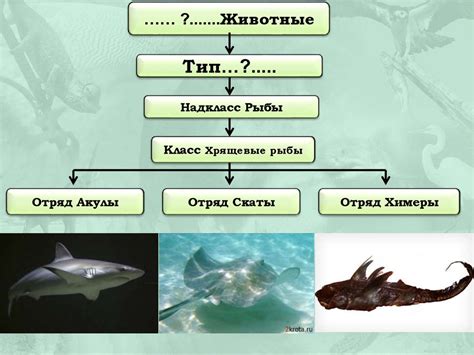 Роль хрящевых рыб в экосистеме