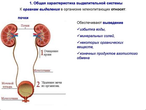 Роль цилиндрического эпителия в выделительной системе организма