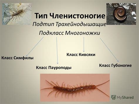 Роль человеческой многоножки в экосистеме