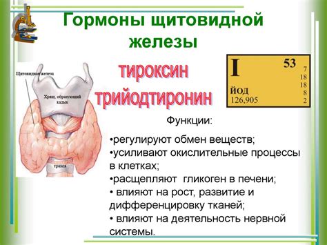 Роль щитовидной железы в росте и развитии организма