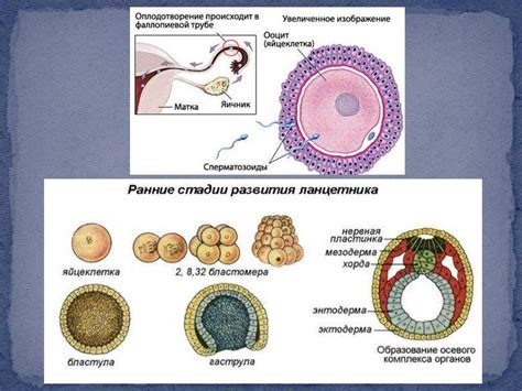 Роль эмбриона класса 3аа в организме