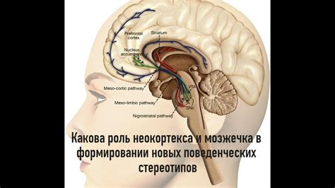 Роль эмоций и моторики в функционировании неокортекса