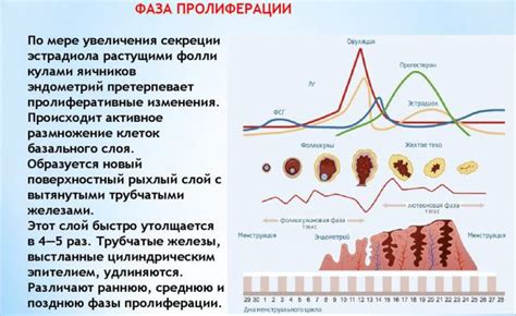 Роль эндометрия второй фазы