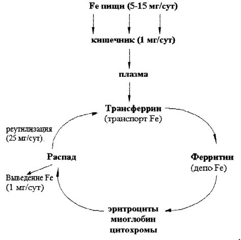 Роль эритроцитов в транспортировке кислорода