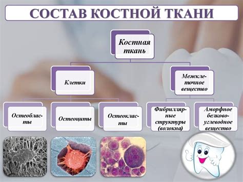 Роль эстрадиола в обмене веществ и состоянии костной ткани