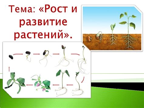 Рост биология: особенности и значение