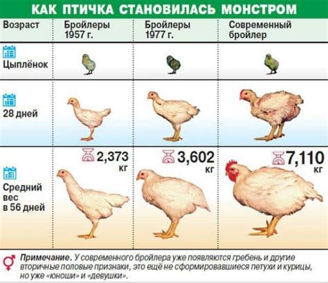 Рост веса бройлеров во вторую неделю